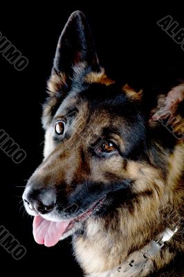 dog on black background