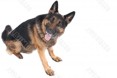 dog on white background