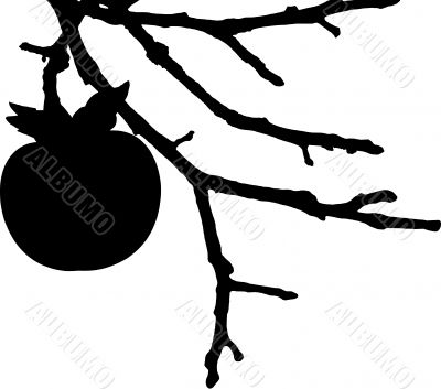 Vector of a silhouette of Persimmon fruit