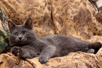 lying grey cat