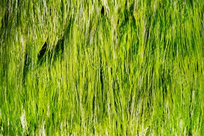Sea Grass