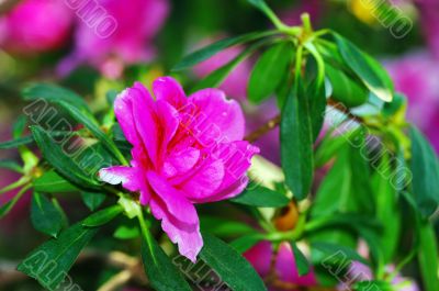 Pink blossom. Close-Up of azalea flowers.
