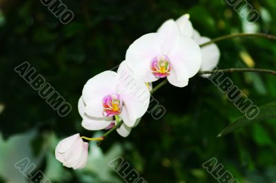 orchid portrait on a green background