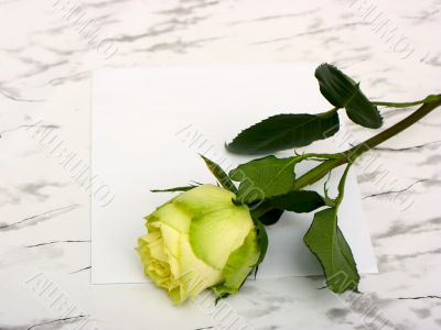Rose on a blank leaf paper