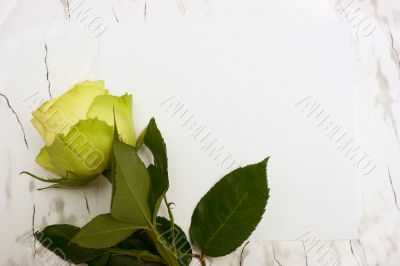 Rose on a blank leaf paper