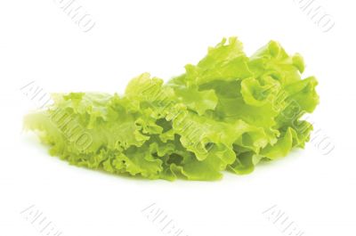 fersh lettuce