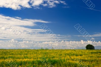 Yellow Meadow