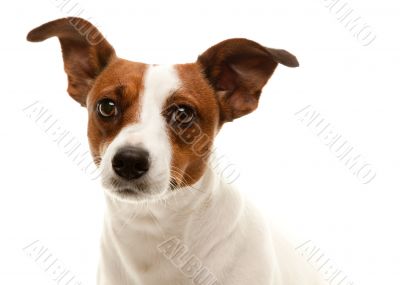 Portait of an Adorable Jack Russell Terrier