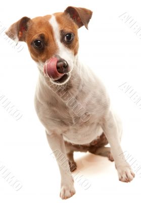 Portait of an Adorable Jack Russell Terrier