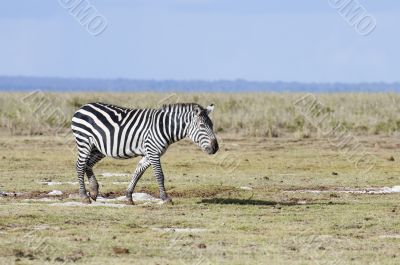 Plains Zebra