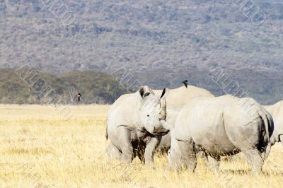 Southern White Rhinos