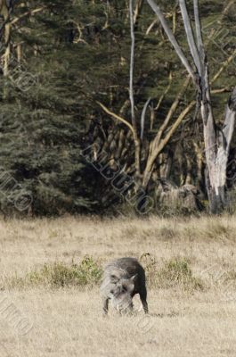 Common warthog grazing
