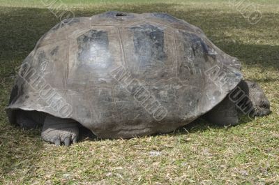 Seychelles giant tortoise