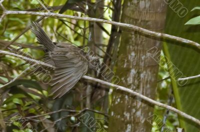 Seychelles Black Parrot