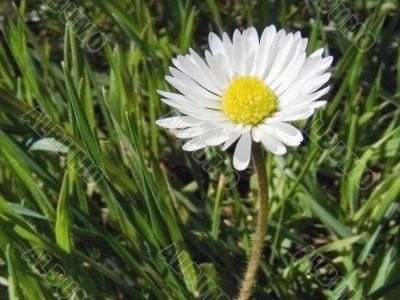 Meadow flower