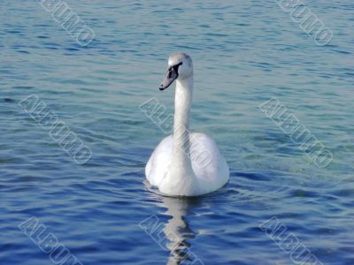 Swan