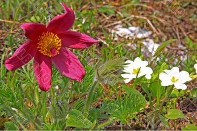 Pasque Flower (Pulsatilla vulgaris)