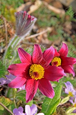 Pasque Flower (Pulsatilla vulgaris)
