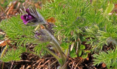 Pasque Flower (Pulsatilla vulgaris)