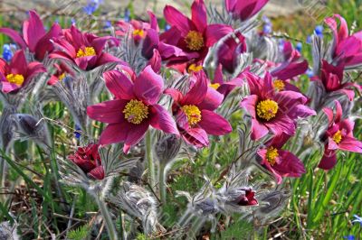 Pasque Flower (Pulsatilla vulgaris)