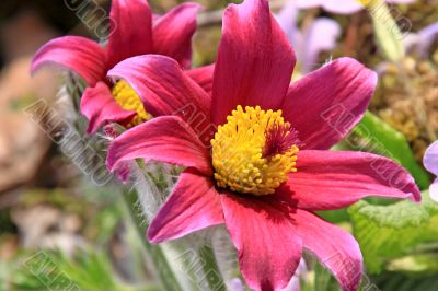 Pasque Flower (Pulsatilla vulgaris)