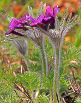 Pasque Flower (Pulsatilla vulgaris)