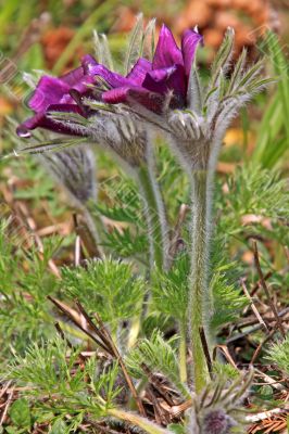 Pasque Flower (Pulsatilla vulgaris)