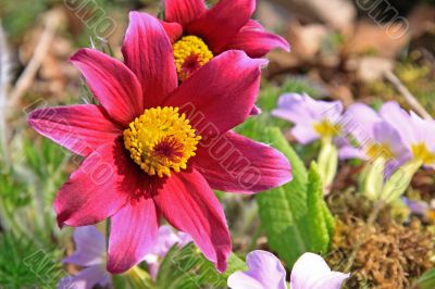 Pasque Flower (Pulsatilla vulgaris)