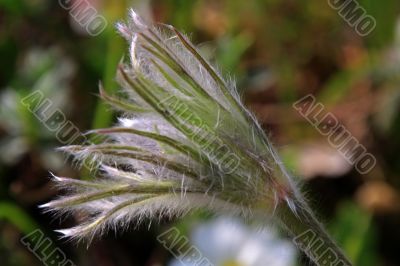 Pasque Flower (Pulsatilla vulgaris)