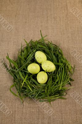Grass nest with eggs