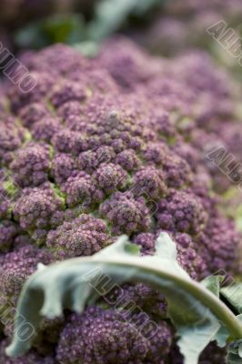 Broccoli
