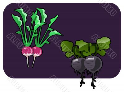 radish