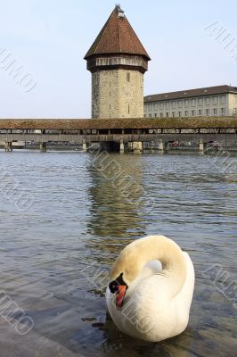 Lucerne, swan in front of Kapellbridge with water tower