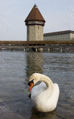 Lucerne, swan in front of Kapellbridge with water tower