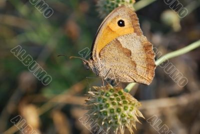 butterfly. macro
