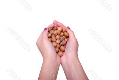Female hands from handfuls of wood nuts