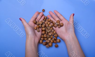 Scattering of wood nuts