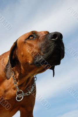 Rhodesian Ridgeback