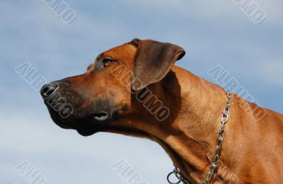 Rhodesian Ridgeback