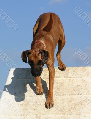 rhodesian ridgeback