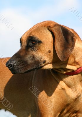 rhodesian ridgeback