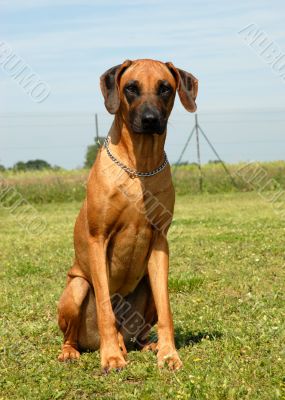 rhodesian ridgeback