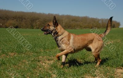 malinois