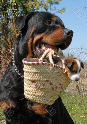 rottweiler and puppy