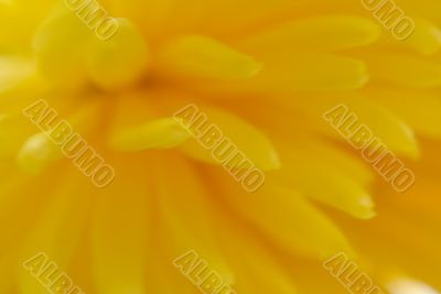yellow flower chrysanthemum