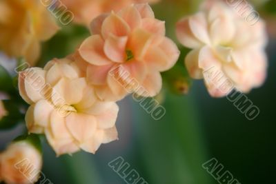 Succus Kalanchoes. macro