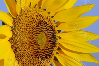 yellow sunflower
