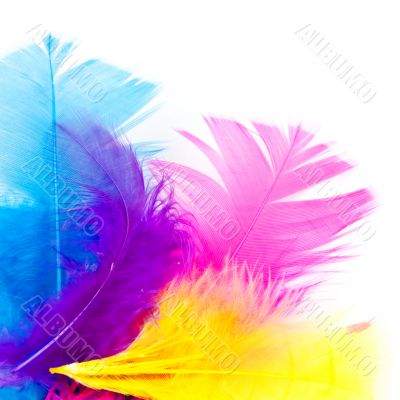 colorfull feathers with copy-space