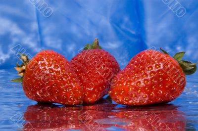 wet strawberries on a blue background