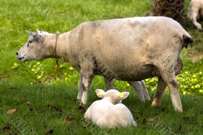 a sheep and a cute lamb in spring